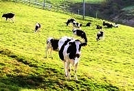 大笹牧場の牛