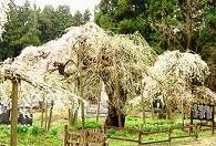 杉の糸桜