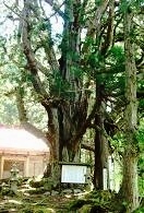 温泉神社の大杉