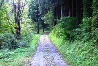 矢作の滝への林道