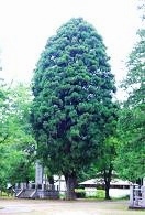 千本杉　(ほうき杉)