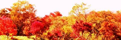 山頂から眺望する紅葉