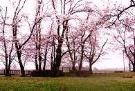泡の巻公園の桜
