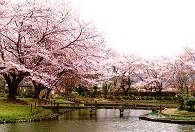 あやめ苑の桜