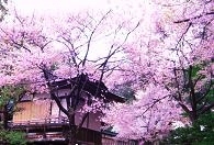 土津神社の桜