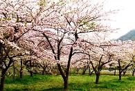 東山ダムの桜