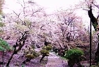 亀ケ城公園の桜