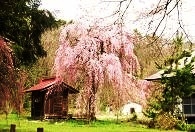 慶徳稲荷神社の桜
