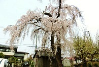建福寺の枝垂れ桜