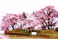 神指城跡の桜