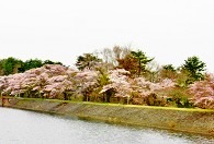 鍋沼の桜