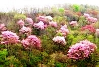 戸石の山桜