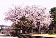 小田山忠霊塔周辺の桜